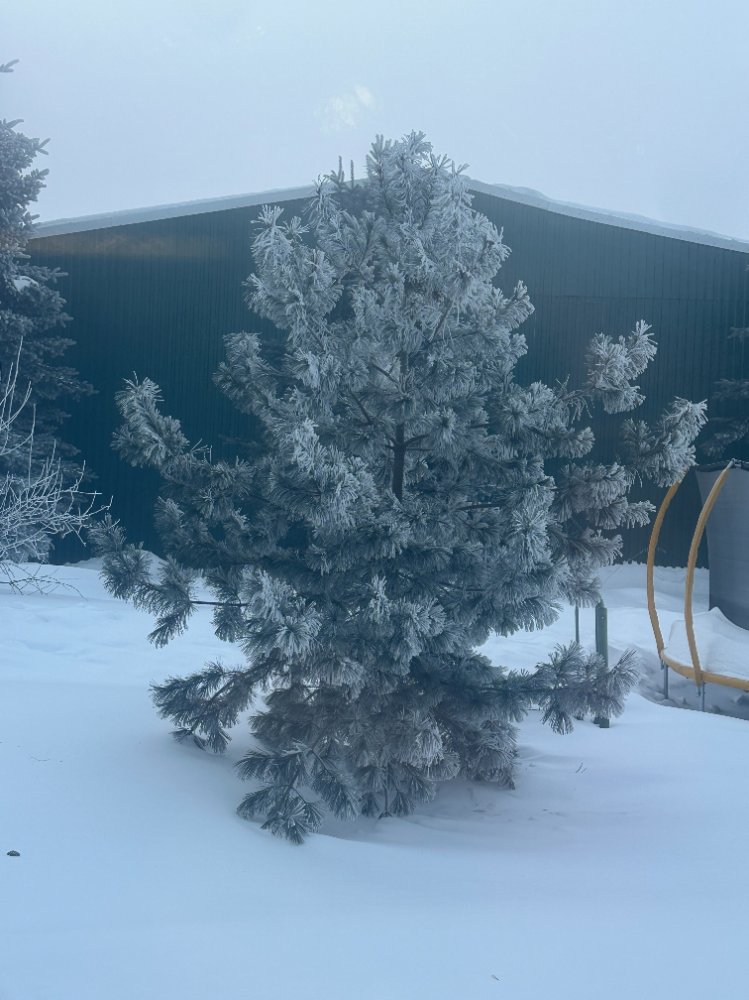 саженцы кедра