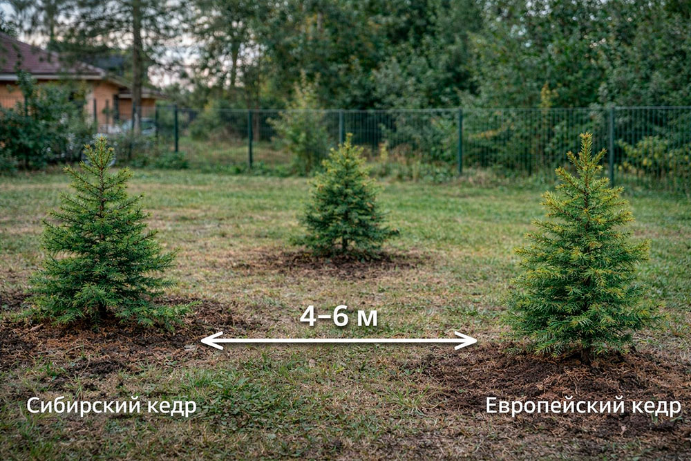 Схема расстояния между саженцами кедра на участке